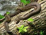Free Stock Photo: Two snakes on a log by a stream
