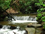 Free Stock Photo: A small waterfall in the woods