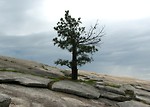 Free Stock Photo: A single tree growing on a rock face of a mountain