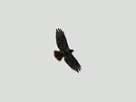 Free Stock Photo: Isolated silhouette of a large bird of prey flying