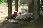 Free Stock Photo: A pig in the mud