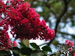 Free Stock Photo: Closeup of red flower