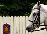 Free Stock Photo: Close-up of a white horse by a fence