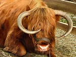 Free Stock Photo: Close-up of a Scottish Highland bull