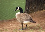 Free Stock Photo: Close-up of a Canadian goose by a lake