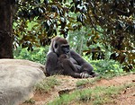 Free Stock Photo: Closeup of gorillas