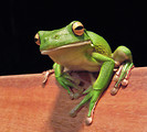 Free Stock Photo: Close-up of a white lipped tree frog