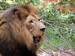 Free Stock Photo: Closeup of a lion