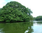 Free Stock Photo: Large tree by the river