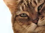Free Stock Photo: Cat portrait