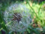Free Stock Photo: Dandelion in the grass