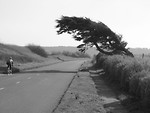 Free Stock Photo: Black and white of a man riding a bike along a country road