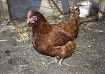 Free Stock Photo: A brown hen