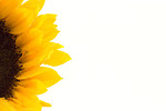 Free Stock Photo: Close-up of an isolated sunflower