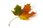 Free Stock Photo: A maple leaf isolated on a white background