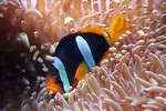 Free Stock Photo: A clown fish in an anemone