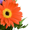 Free Stock Photo: Close-up of a red gerbera flower on a white background