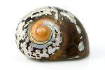 Free Stock Photo: A sea shell isolated on a white background