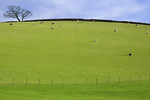 Free Stock Photo: A green pasture with sheep under a blue sky