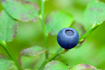 Free Stock Photo: Close-up of a blueberry on a bush