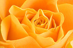 Free Stock Photo: Close-up of a yellow rose
