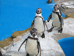 Free Stock Photo: Three penguins standing in a row