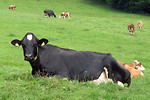 Free Stock Photo: A black cow sitting in a pasture