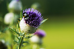 Free Stock Photo: A green thistle with a small bumblebee