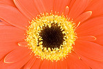 Free Stock Photo: Close-up of a red gerbera flower