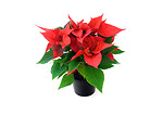 Free Stock Photo: A poinsettia isolated on a white background
