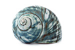 Free Stock Photo: A blue sea shell isolated on a white background