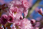 Free Stock Photo: Flowers on a Japanese Cherry tree
