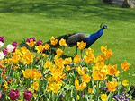 Free Stock Photo: A peacock walking by tulips