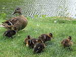 Free Stock Photo: A duck and ducklings by a lake