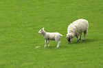 Free Stock Photo: Two sheep in a green field