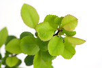 Free Stock Photo: Fresh green leaves isolated on a white background