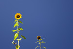 Free Stock Photo: Sunflowers isolated on a blue background