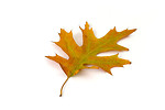 Free Stock Photo: A red oak leaf isolated on a white background