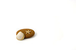 Free Stock Photo: A sea shell, starfish and rock isolated on a white background.