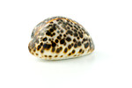 Free Stock Photo: A sea shell isolated on a white background