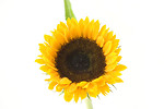 Free Stock Photo: A sunflower isolated on a white background