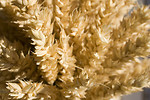 Free Stock Photo: Close-up of yellow grain
