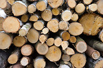 Free Stock Photo: A pile of firewood