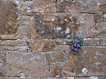 Free Stock Photo: Close-up of a stone wall