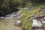 Free Stock Photo: A small stream