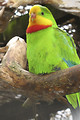 Free Stock Photo: A green superb parrot perched on a branch