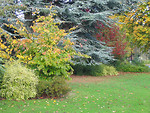 Free Stock Photo: A park in autumn
