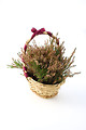Free Stock Photo: Heather in a basket with a purple bow isolated on a white background