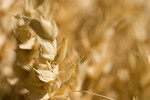 Free Stock Photo: Close-up of yellow grain