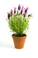 Free Stock Photo: Lavender in a pot isolated on a white background